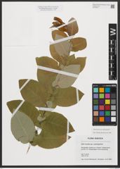 Foto von Salix hastata subsp. subintegrifolia (Flod.) Flod.